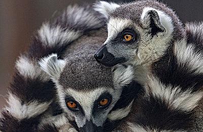 《星际公民》单人模式“42中队”25分钟实机视频