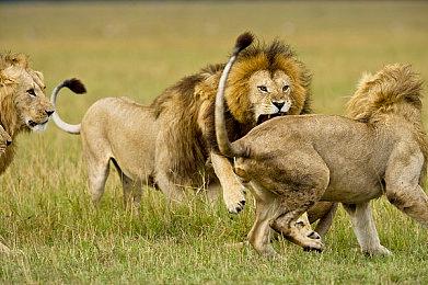 《宝可梦：朱＆紫》正式公开新宝可梦涂标客